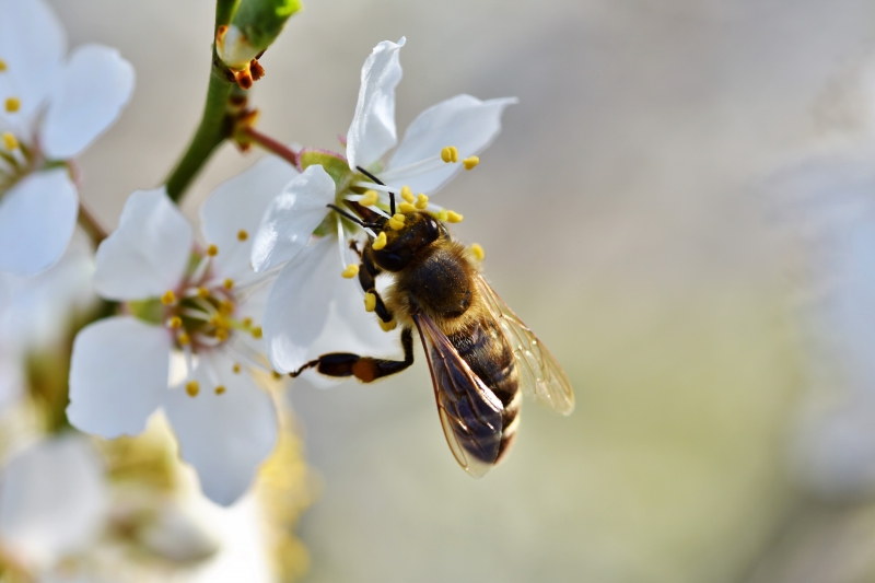 jardinerie-STE ANASTASIE SUR ISSOLE-min_bee-4092986