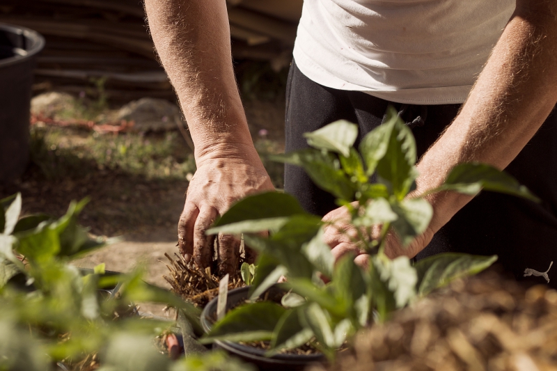 jardinerie-STE ANASTASIE SUR ISSOLE-min_garden-5315602